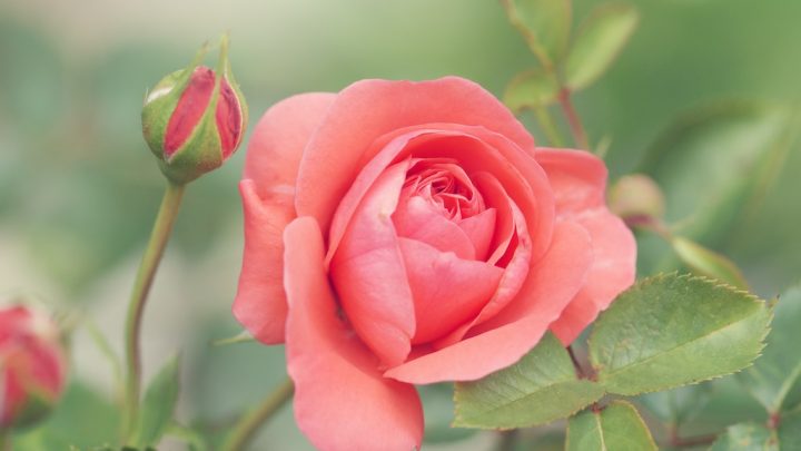 Róże w Ogrodzie: Kwiaty, Które Przynoszą Piękno, Aromat i Harmonię do Twojego Otoczenia